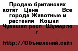 Продаю британских котят › Цена ­ 30 000 - Все города Животные и растения » Кошки   . Чувашия респ.,Шумерля г.